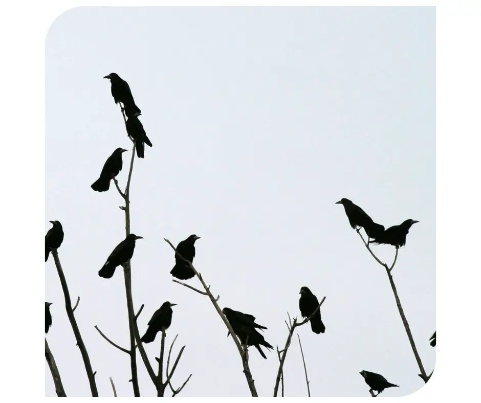 7 crows meaning