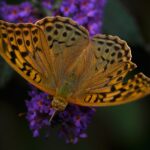 butterfly, orange, insect