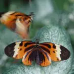 spiritual meaning 2 butterflies flying together