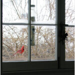 Cardinal at the window