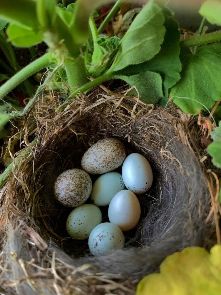 bird eggs, blue, nest