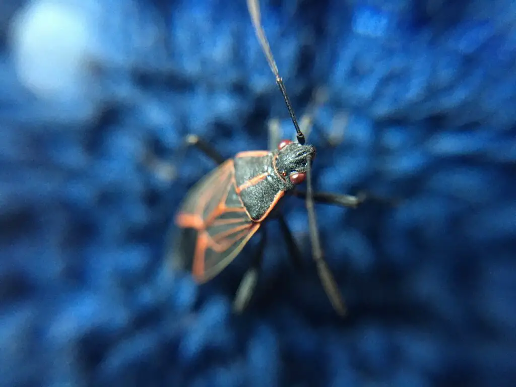 beetle, boxelder, bug