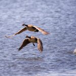Geese Taking Flights from Water Surface