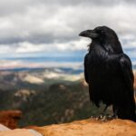 black crow on brown rock under cloudy sky at daytime