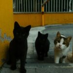 stray cats symbolize guidance